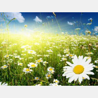 Alexy.Nov  B.R.Y.C.E - Good Mood