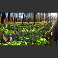 Alexy.Nov - Collage of Spring Ambience (cover №2)