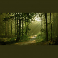 Alexy.Nov  Sonic Scope - Nature Emotions