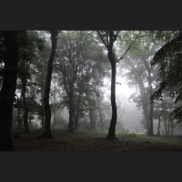 Alexy.Nov - Zeleznovodsks Forest (part 3)