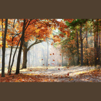 Alexy.Nov - Autumn March