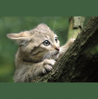 Alexy.Nov - Cats Fear