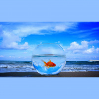 Alexy.Nov - Transparent Dreams