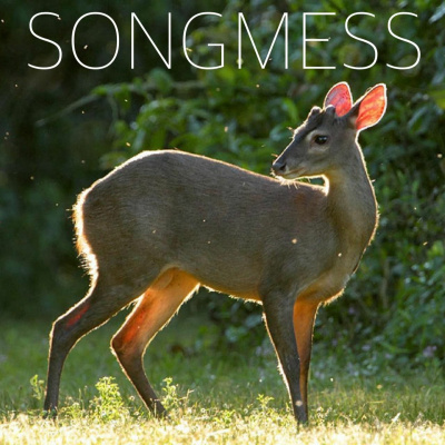 Songmess