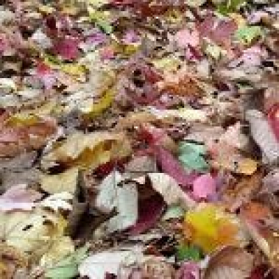 Ambient Rushton Podcast