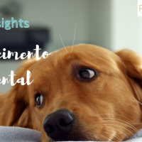 #10 PetCast: PetInsights: Enriquecimento Ambiental