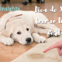 #13 PetCast: PetInsight: Dica sobre xixi e cocô no lugar certo