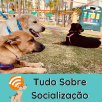 [LIVE] Tudo Sobre Socialização