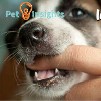 #12 PetCast: PetInsights: Inibição de Mordida