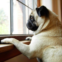 #6 PetCast: Tira Dúvidas + Ansiedade de Separação