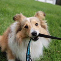 #9 PetCast: [MITO #3] Você SONHA em passear com seu cão sem coleira e guia?