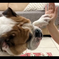 Agressividade em Cães: como lidar - com Camila e seu Buldogue Inglês, Frederico