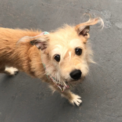 Petcast - Tudo Sobre Educação Canina