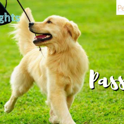 Petcast - Tudo Sobre Educação Canina