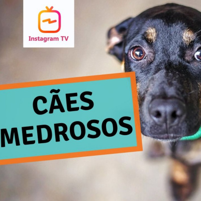 Petcast - Tudo Sobre Educação Canina