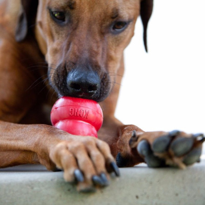 Petcast - Tudo Sobre Educação Canina