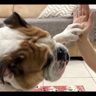 Petcast - Tudo Sobre Educação Canina