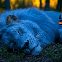 The Lions Sleep Tonight – January 12, 2025