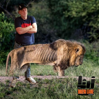 Lions Emaciated – December 16, 2024