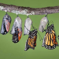 Se é vontade de Deus que eu prospere, como posso experimentar isso na minha vida?.mp3