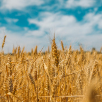 Um pouco vai virar muito - Escola Bíblica Dominical [21.05.2023]