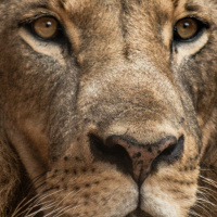 O que fazer na cova dos leões? - Pr. Rimack Almeida - Culto da Vitória [09.11.2022]