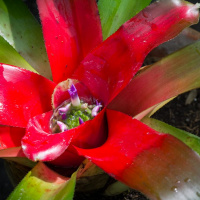 Todas as plantas têm nome #29 - Porque é que há plantas que só dão flor uma vez?