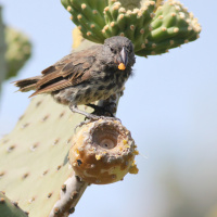 Todas as plantas têm nome #28 - Como é que as plantas chegam a todo o lado?