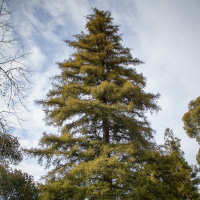 Todas as plantas têm nome# 17 Qual é árvore mais alta do mundo?