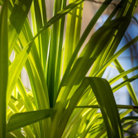 Todas as plantas têm nome #12 Porque é que as plantas são verdes?