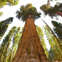 Todas as plantas têm nome #23 - Qual é a maior árvore do mundo?