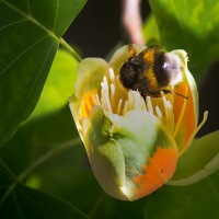 Todas as plantas têm nome #30 - Porque é que há plantas que produzem tanto pólen?