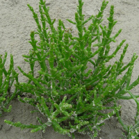 Todas as plantas têm nome #24 - Porque não podemos regar as plantas com água salgada?