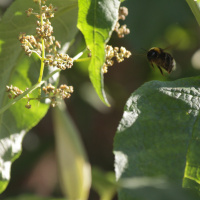 Todas as plantas têm nome #25 - As plantas também precisam de outras plantas ou dos animais?