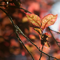 Todas as plantas têm nome #10 As folhas das árvores perenes são sempre as mesmas?