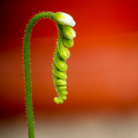 Todas as plantas têm nome #9 O que é que as plantas comem?