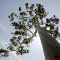 Todas As Plantas Tem Nome #8 As plantas são seres vivos?