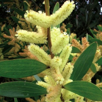 Todas as plantas têm nome #7 As plantas daninhas, ou infestantes, são plantas invasoras?