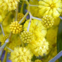 Todas as plantas têm nome #3- Qual é a diferença entre plantas nativas, exóticas e invasoras?