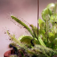 Todas As Plantas Tem Nome #15 - Ainda há espécies de plantas por descobrir?