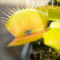 Todas as plantas têm nome #18 Dá jeito ter uma planta carnívora em casa para comer moscas?