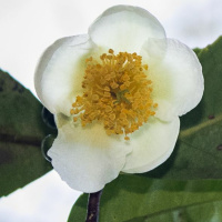 Todas as plantas têm nome #6 - Qual é a diferença entre um chá e uma infusão?