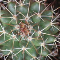 Todas as plantas têm nome #19 Porque é que os cactos têm espinhos?