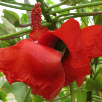 Todas as plantas têm nome #2 - Qual é a planta mais rara do mundo?