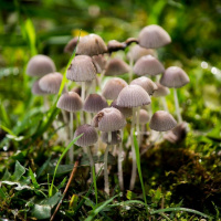 Todas as plantas têm nome #4 - Os cogumelos são plantas?