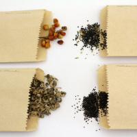 Todas as plantas têm nome #27 O que é um banco de sementes?