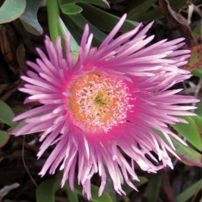 Todas As Plantas Têm Nome