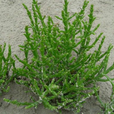 Todas As Plantas Têm Nome