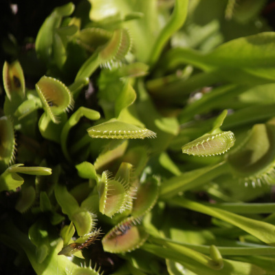 Todas As Plantas Têm Nome