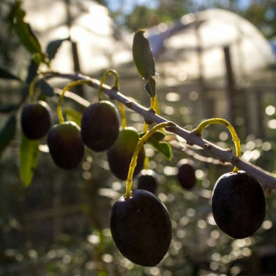 Todas As Plantas Têm Nome